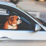 Travelling with pets this Easter? Follow these 8 essential tips to keep your pets safe, comfortable and stress-free.