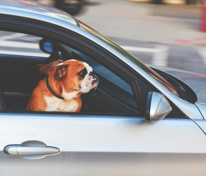 Travelling with pets this Easter? Follow these 8 essential tips to keep your pets safe, comfortable and stress-free.