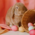 Giving rabbits as Easter gifts leads to abandonment and harm. Learn why adoption and responsible choices matter.
