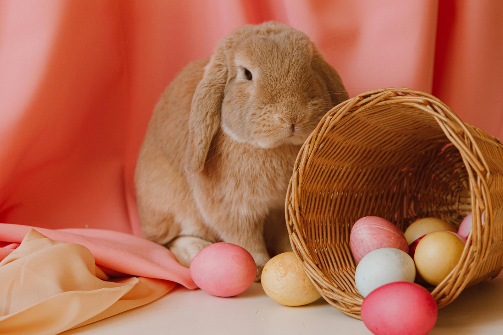 Giving rabbits as Easter gifts leads to abandonment and harm. Learn why adoption and responsible choices matter.