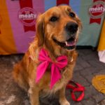 Visit The Rescue Expo Autumn Edition at Bryanston Market on 19 April 2026. Meet 60+ animal rescues, find adoption gems, and shop for pet-friendly products.