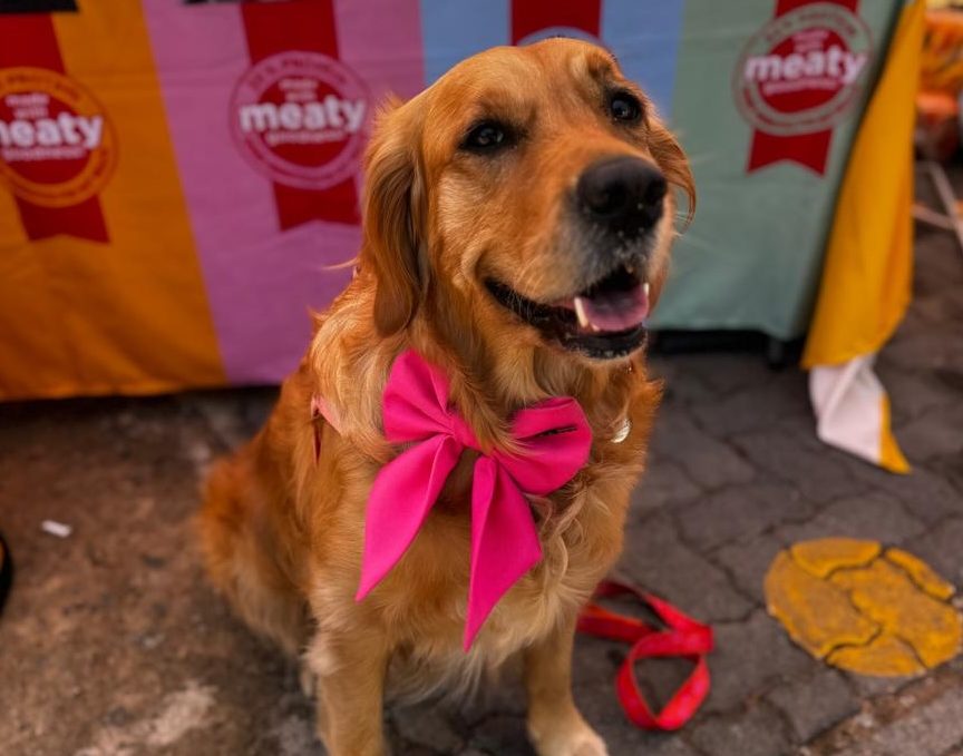 Visit The Rescue Expo Autumn Edition at Bryanston Market on 19 April 2026. Meet 60+ animal rescues, find adoption gems, and shop for pet-friendly products.