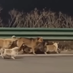 Seven dogs in China escaped a truck and walked 17km home together. Read the viral story that touched millions.