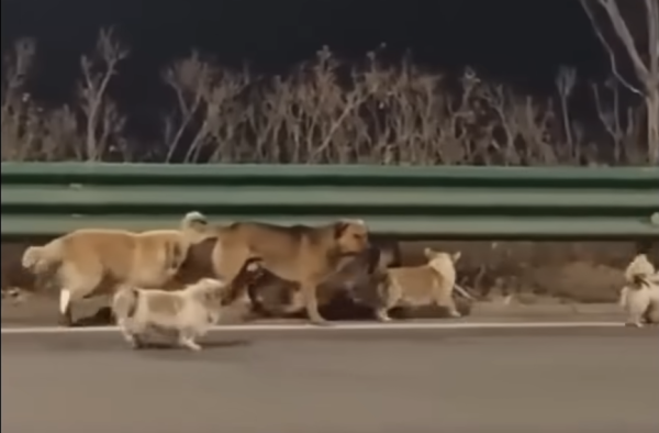 Seven dogs in China escaped a truck and walked 17km home together. Read the viral story that touched millions.
