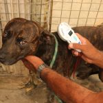 Microchipping pets in South Africa improves chances of finding lost dogs and cats. Learn why it matters this Pet ID Week.