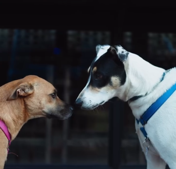 Join a 5km dog-friendly charity run in Sea Point to support TEARS Animal Rescue this winter.