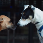 Join a 5km dog-friendly charity run in Sea Point to support TEARS Animal Rescue this winter.