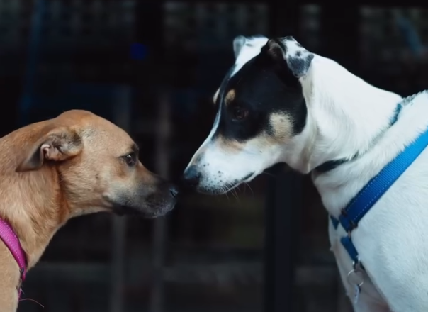 Join a 5km dog-friendly charity run in Sea Point to support TEARS Animal Rescue this winter.