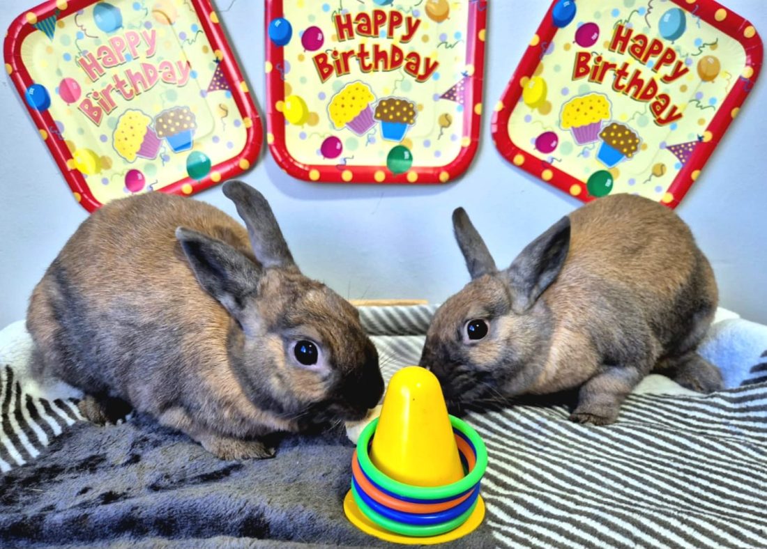 Meet Benji and Bailey, the rescue rabbits who inspired a journey of compassion, purpose and lifelong dedication in South Africa.