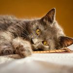 Pet ownership costs are rising in South Africa. Learn about vet bills, insurance and how to plan for your pet’s long-term care.