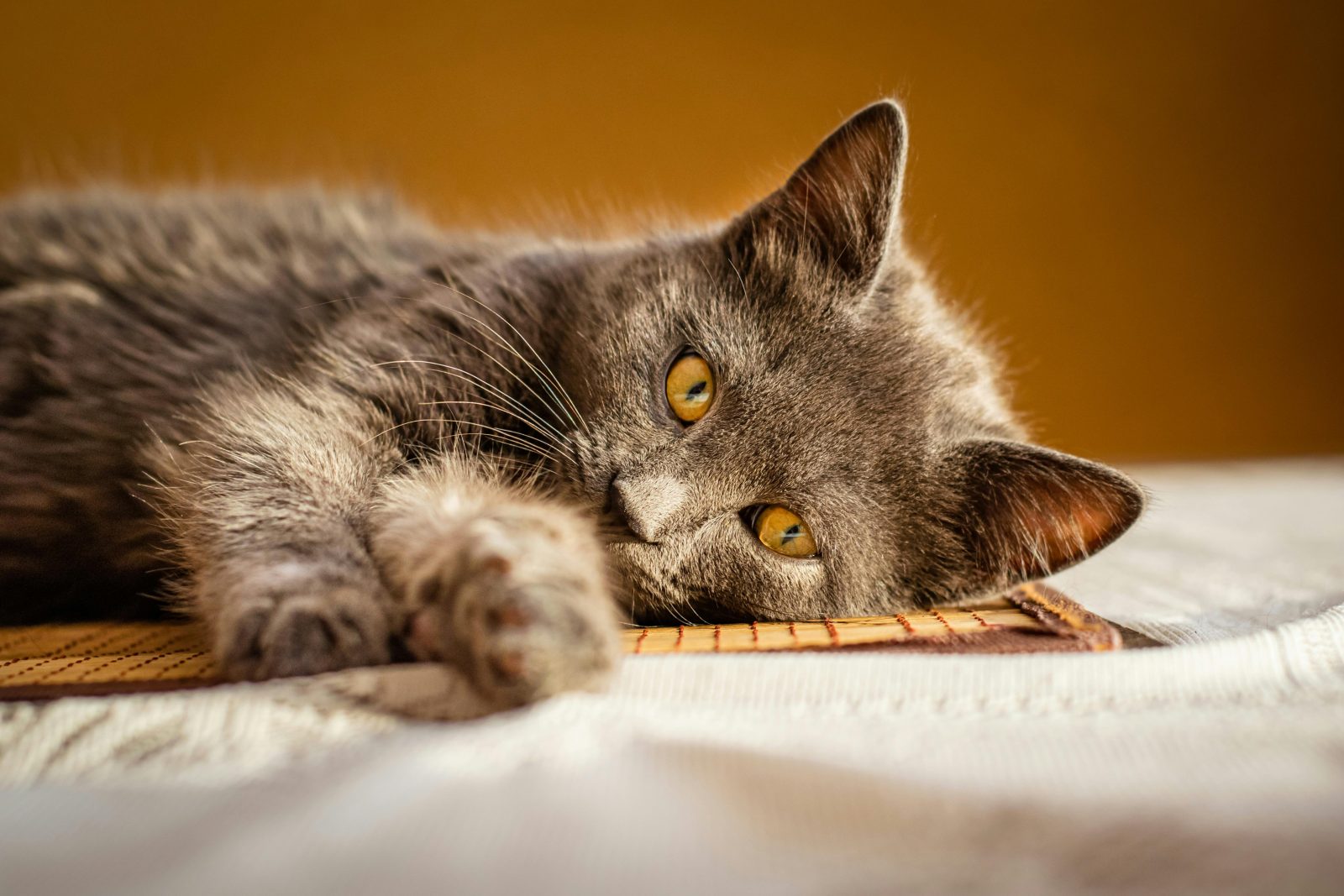 Pet ownership costs are rising in South Africa. Learn about vet bills, insurance and how to plan for your pet’s long-term care.