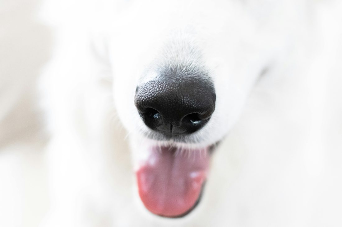 Scent work is one of the best ways to stimulate your dog’s mind. Learn simple games to try at home and improve behaviour.
