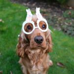 Chocolate can be dangerous for dogs. Learn how to keep your pet safe this Easter with simple tips for families.