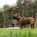 Dog relaxing at a luxury hotel in the Karoo South Africa