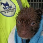 Flooding and storm damage have devastated parts of the Animal Welfare Society of South Africa as rescue teams appeal for urgent donations.