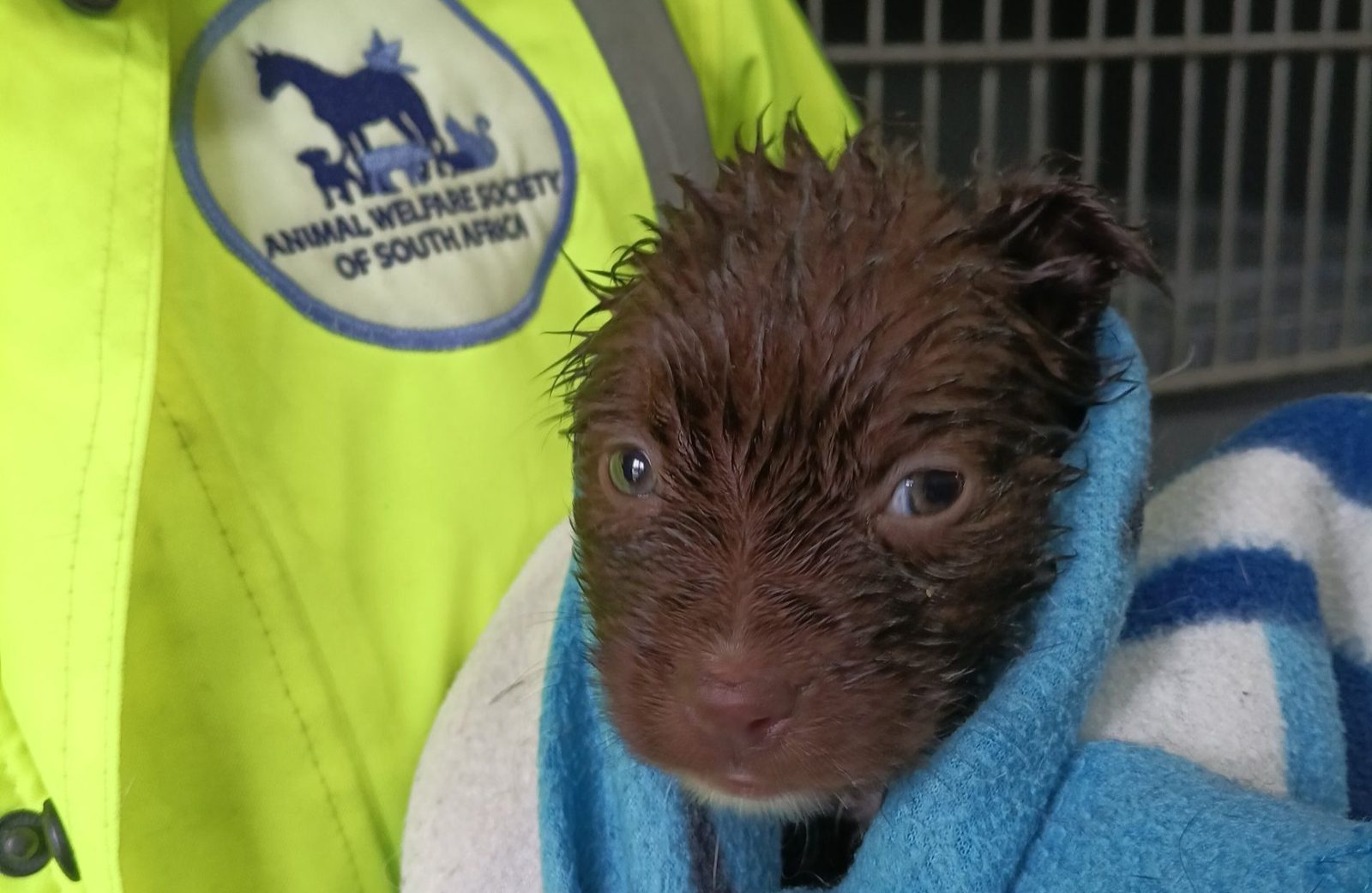 Flooding and storm damage have devastated parts of the Animal Welfare Society of South Africa as rescue teams appeal for urgent donations.