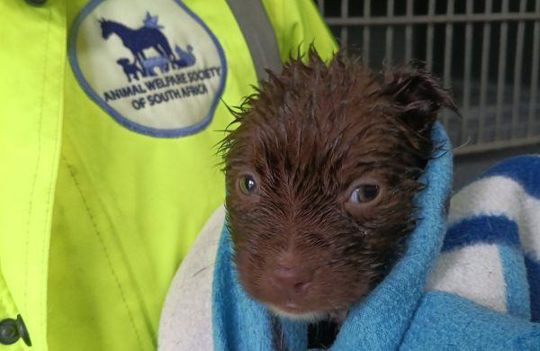 Flooding and storm damage have devastated parts of the Animal Welfare Society of South Africa as rescue teams appeal for urgent donations.