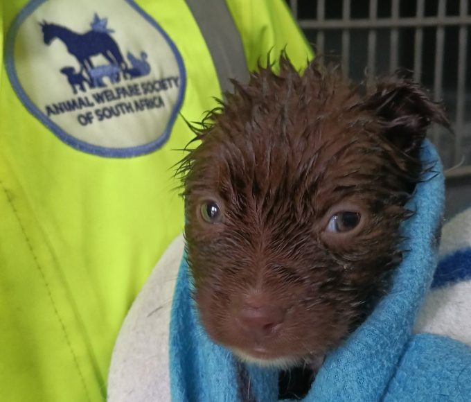 Flooding and storm damage have devastated parts of the Animal Welfare Society of South Africa as rescue teams appeal for urgent donations.