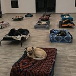 Following the devastating two-day Cape Town storm, local animal rescues stepped up to keep vulnerable pets safe. Find out how you can support their efforts.