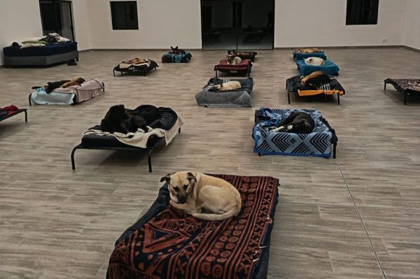 Following the devastating two-day Cape Town storm, local animal rescues stepped up to keep vulnerable pets safe. Find out how you can support their efforts.