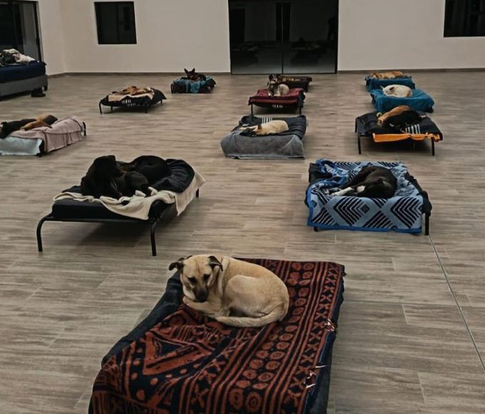 Following the devastating two-day Cape Town storm, local animal rescues stepped up to keep vulnerable pets safe. Find out how you can support their efforts.