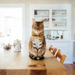 Experts share tips for creating calmer mealtimes for cats through routine, feeding environments and understanding feline behaviour.