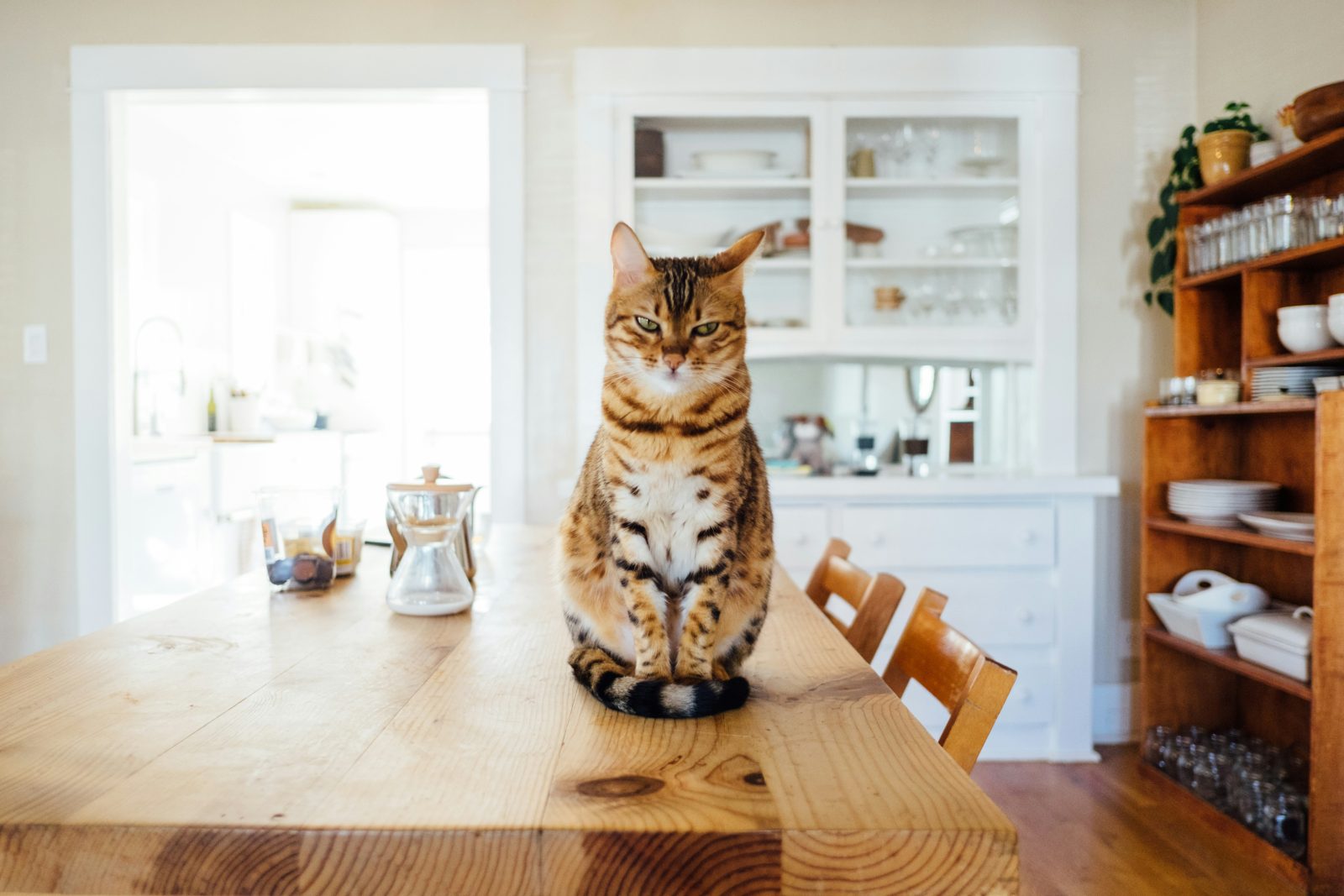 Experts share tips for creating calmer mealtimes for cats through routine, feeding environments and understanding feline behaviour.