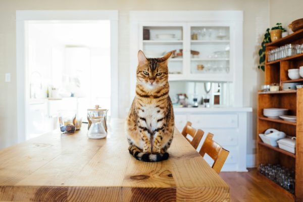 Experts share tips for creating calmer mealtimes for cats through routine, feeding environments and understanding feline behaviour.