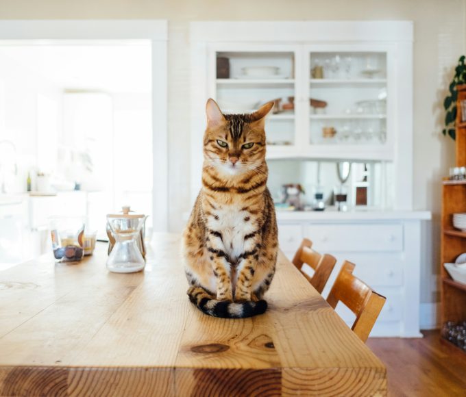 Experts share tips for creating calmer mealtimes for cats through routine, feeding environments and understanding feline behaviour.