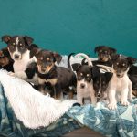 TEARS Animal Rescue is urgently seeking foster homes and adopters after storm damage left several kennels unusable.