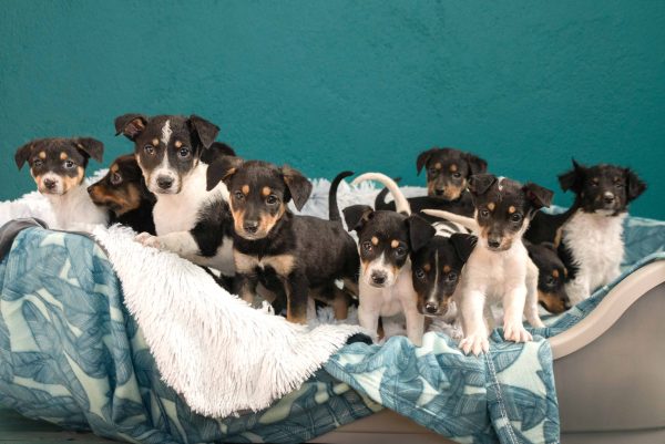 TEARS Animal Rescue is urgently seeking foster homes and adopters after storm damage left several kennels unusable.