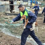 Cape of Good Hope SPCA inspectors rescued abused dogs in Dunoon before helping a schoolboy in medical distress on the M5.