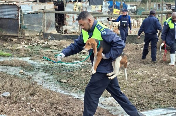 Cape of Good Hope SPCA inspectors rescued abused dogs in Dunoon before helping a schoolboy in medical distress on the M5.