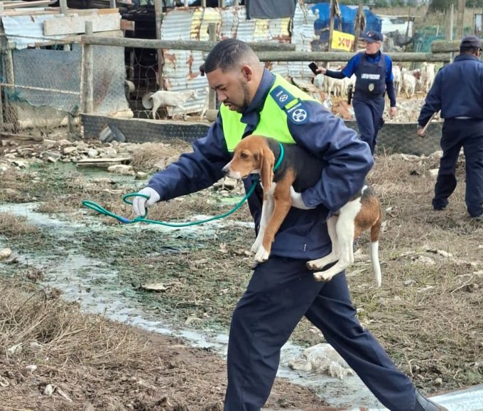 Cape of Good Hope SPCA inspectors rescued abused dogs in Dunoon before helping a schoolboy in medical distress on the M5.