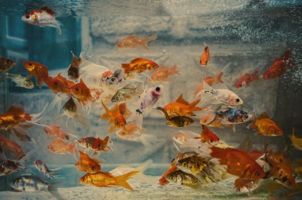 New to fishkeeping? Avoid these 10 common mistakes and keep your aquarium healthy and stress-free.