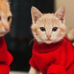 From warm bedding to winter jerseys, here’s how South African pet owners can keep animals safe during cold weather and storms.