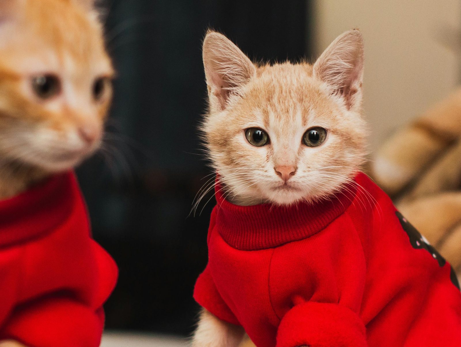 From warm bedding to winter jerseys, here’s how South African pet owners can keep animals safe during cold weather and storms.
