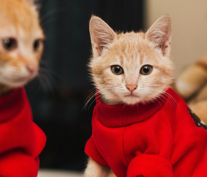 From warm bedding to winter jerseys, here’s how South African pet owners can keep animals safe during cold weather and storms.