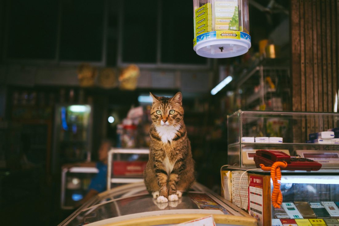 What are bodega cats? Learn why New York’s shop cats are trending worldwide and what South Africans can learn from them.