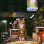 What are bodega cats? Learn why New York’s shop cats are trending worldwide and what South Africans can learn from them.