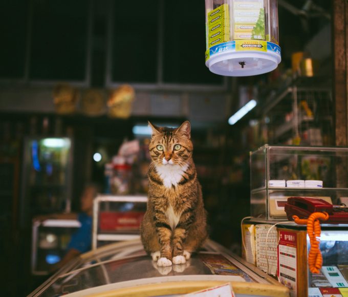 What are bodega cats? Learn why New York’s shop cats are trending worldwide and what South Africans can learn from them.