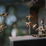 Discover seven fascinating bee facts and why pollinators remain critical for food security and ecosystems worldwide.