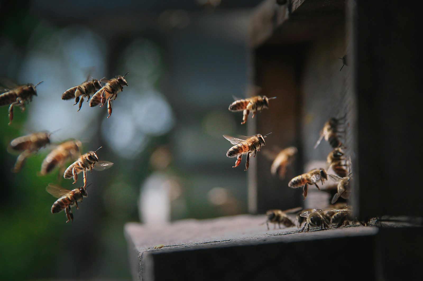 Discover seven fascinating bee facts and why pollinators remain critical for food security and ecosystems worldwide.