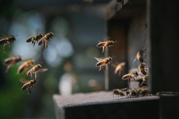 Discover seven fascinating bee facts and why pollinators remain critical for food security and ecosystems worldwide.