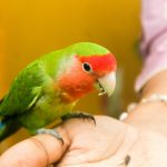 Bird owners are being urged to make seasonal changes to help keep pet birds warm, healthy and stress-free during winter.
