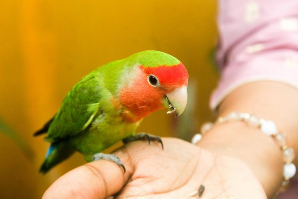 Bird owners are being urged to make seasonal changes to help keep pet birds warm, healthy and stress-free during winter.