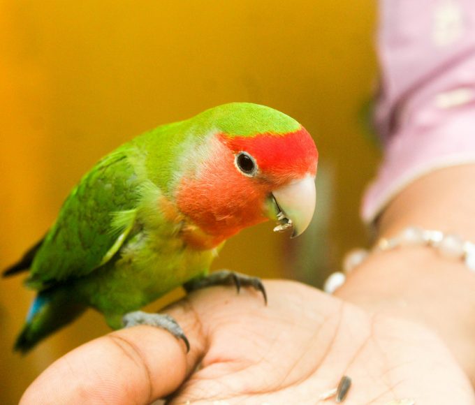Bird owners are being urged to make seasonal changes to help keep pet birds warm, healthy and stress-free during winter.