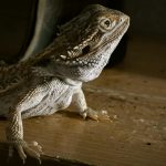 From UVB lighting to enclosure setup, here’s everything South Africans need to know before getting a bearded dragon.