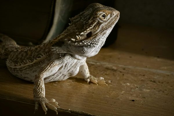 From UVB lighting to enclosure setup, here’s everything South Africans need to know before getting a bearded dragon.