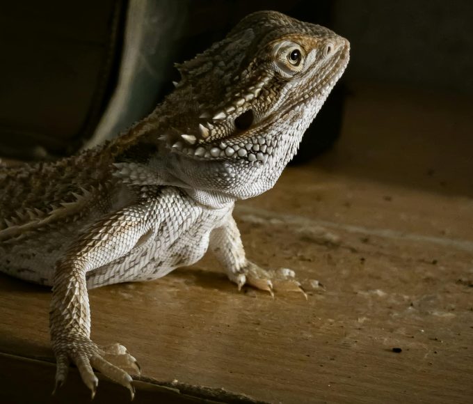 From UVB lighting to enclosure setup, here’s everything South Africans need to know before getting a bearded dragon.